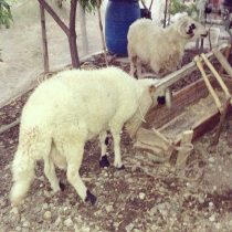 1002905_10152114784018776_354478450_n