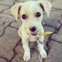 1174969_10152140248628776_1653880135_n