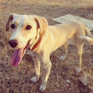 1185073_10152157193638776_495126958_n