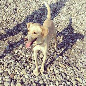 522429_10152131582453776_1462839400_n