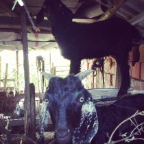 564489_10152135765873776_757810269_n