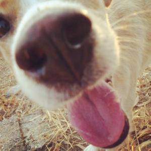 933985_10152157193993776_462829920_n