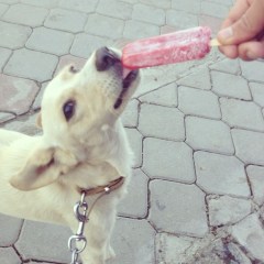 969322_10152018420858776_2039837235_n