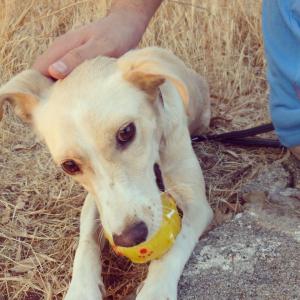 996570_10152157193053776_237706872_n