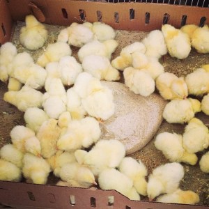 1236998_10152212232603776_1348368203_n