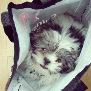 1382310_10152262754088776_626599693_n