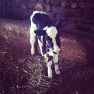 1506072_10152515231538776_716504526_n