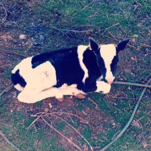 1524751_10152515229638776_1584663972_n