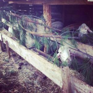 1551707_10152515230653776_1506033422_n