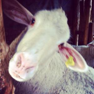 2536_10152515231728776_497771220_n