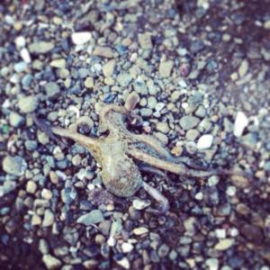 1962718_10152621443563776_233547_n