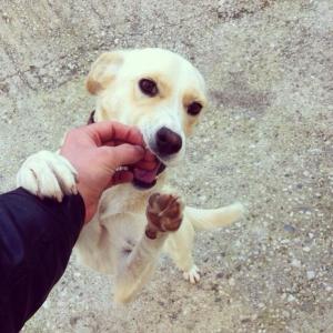 1975002_10152621442673776_393660139_n