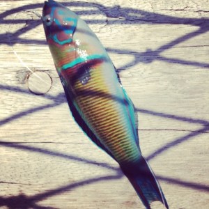 10390946_10152983106138776_7692899370279260140_n