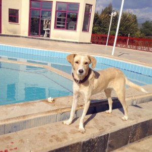 10685496_10153273856523776_4139213199849828565_n